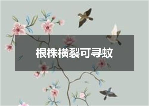 根株横裂可寻蚊