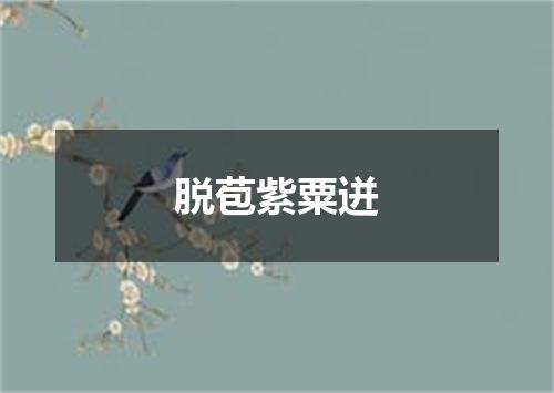 脱苞紫粟迸