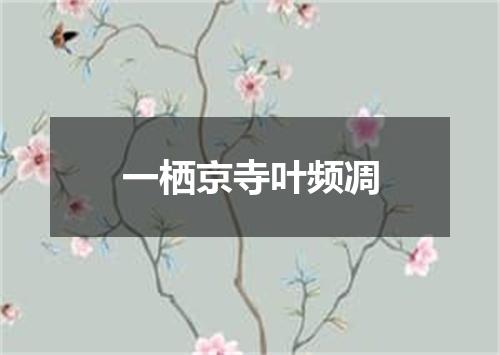 一栖京寺叶频凋