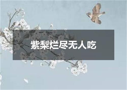 紫梨烂尽无人吃
