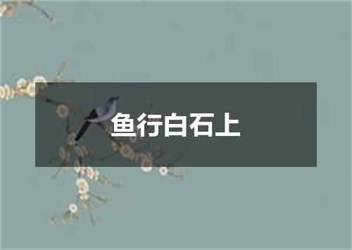 鱼行白石上