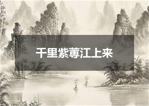 千里紫蒪江上来