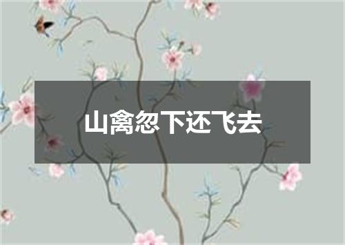 山禽忽下还飞去