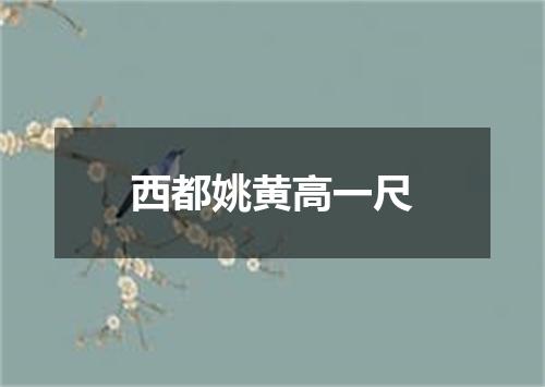 西都姚黄高一尺