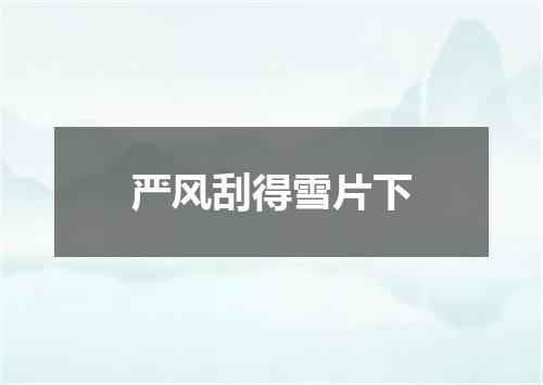 严风刮得雪片下