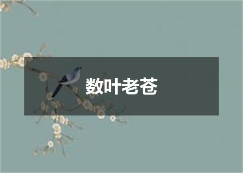 数叶老苍