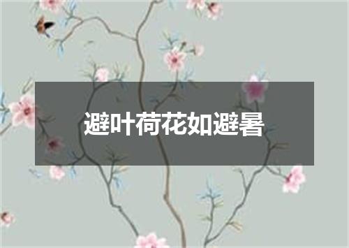 避叶荷花如避暑