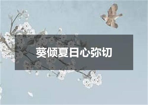 葵倾夏日心弥切