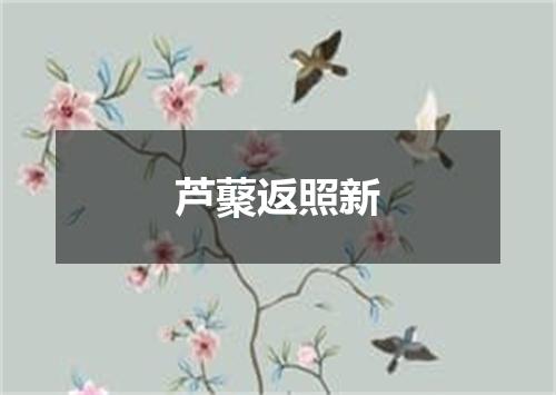 芦藂返照新