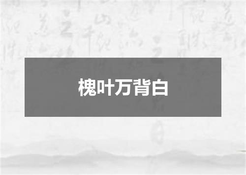 槐叶万背白