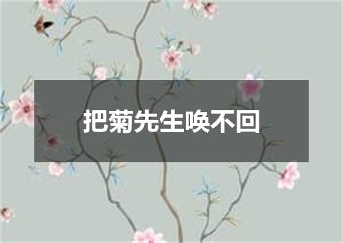 把菊先生唤不回