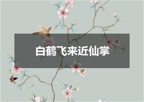 白鹤飞来近仙掌