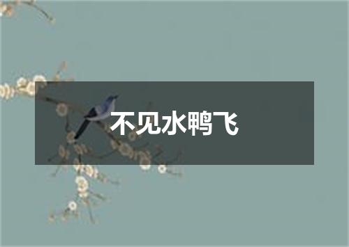 不见水鸭飞
