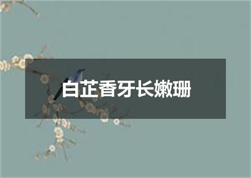 白芷香牙长嫩珊