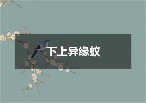 下上异缘蚁