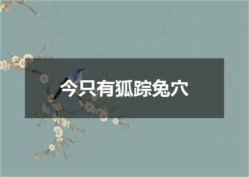 今只有狐踪兔穴