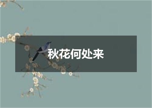 秋花何处来