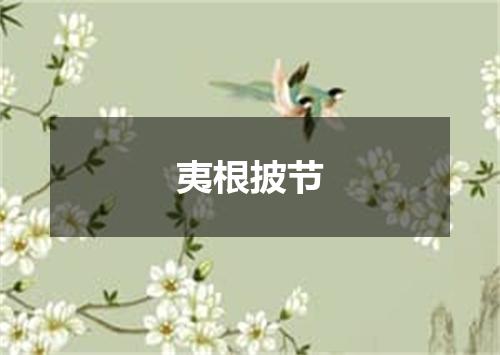 夷根披节