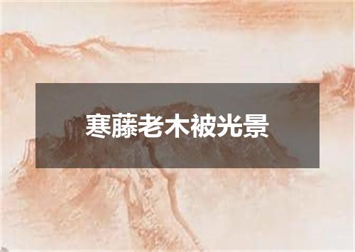 寒藤老木被光景