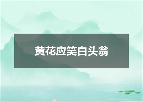 黄花应笑白头翁