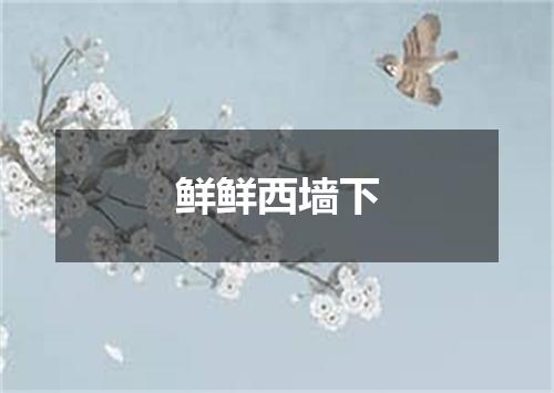 鲜鲜西墙下