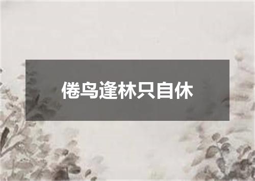 倦鸟逢林只自休