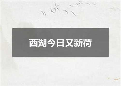 西湖今日又新荷