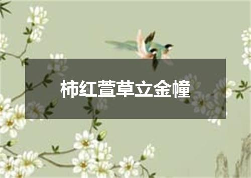 柿红萱草立金幢
