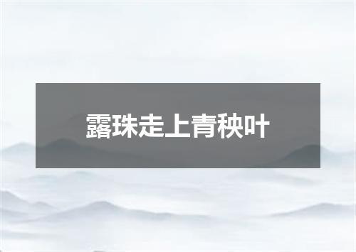 露珠走上青秧叶