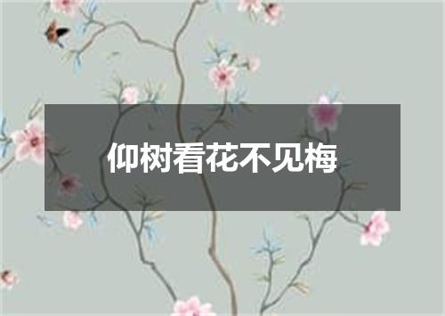 仰树看花不见梅