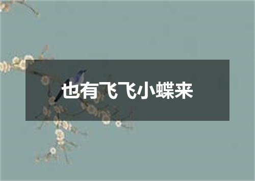 也有飞飞小蝶来