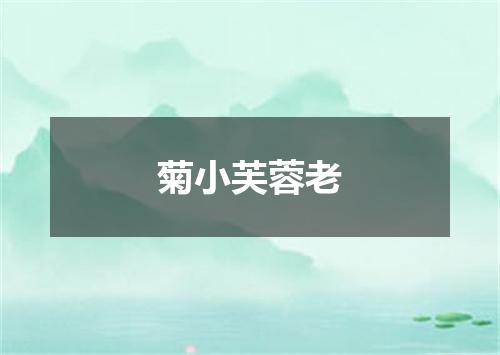菊小芙蓉老