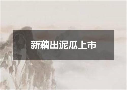 新藕出泥瓜上市