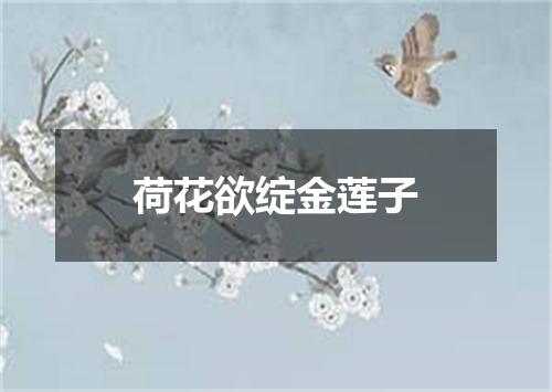荷花欲绽金莲子