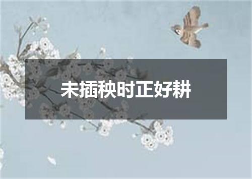 未插秧时正好耕