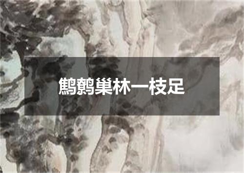 鹪鹩巢林一枝足