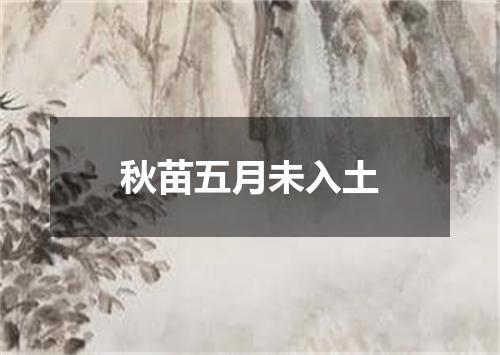秋苗五月未入土
