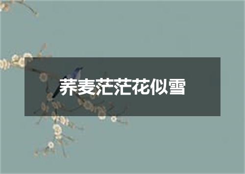 荞麦茫茫花似雪