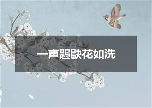 一声鶗鴃花如洗