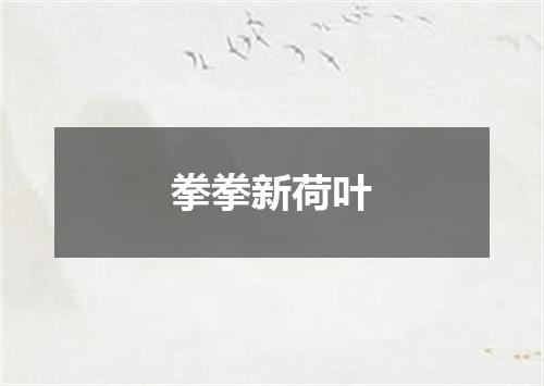拳拳新荷叶