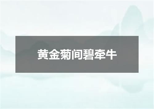 黄金菊间碧牵牛