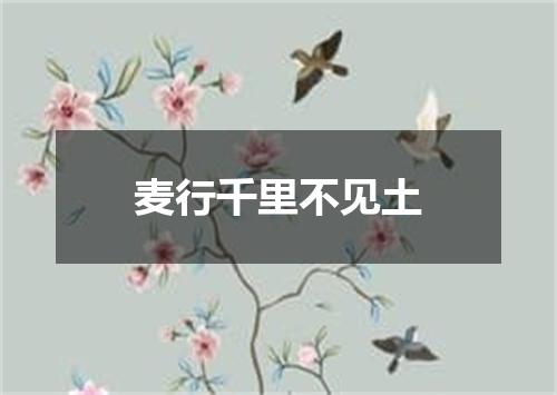 麦行千里不见土