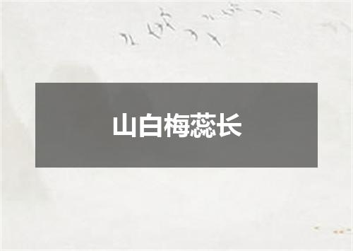 山白梅蕊长