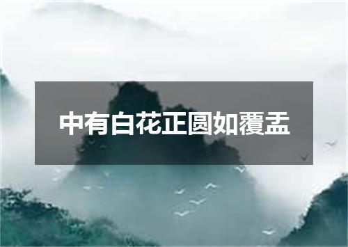 中有白花正圆如覆盂