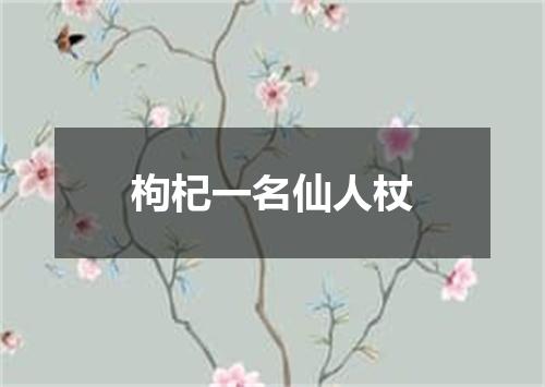 枸杞一名仙人杖