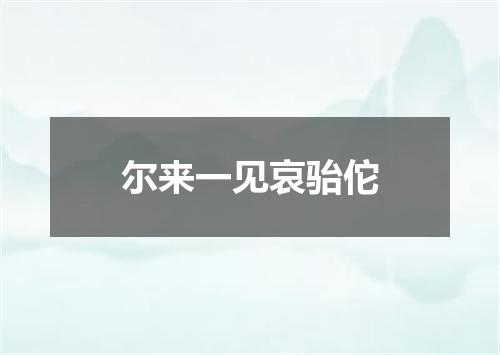 尔来一见哀骀佗