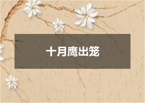 十月鹰出笼
