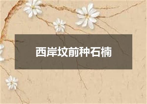 西岸坟前种石楠