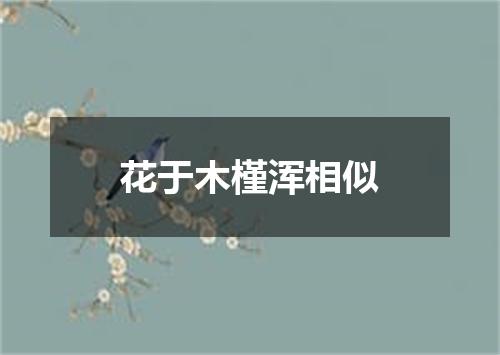 花于木槿浑相似