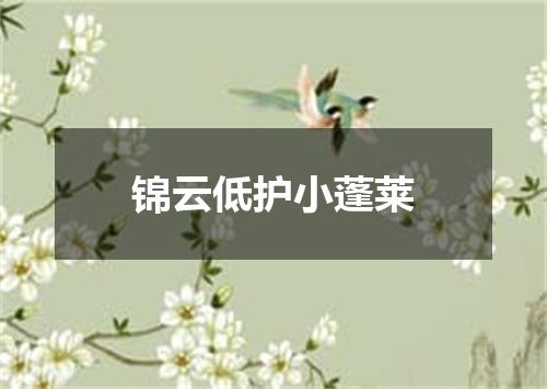 锦云低护小蓬莱